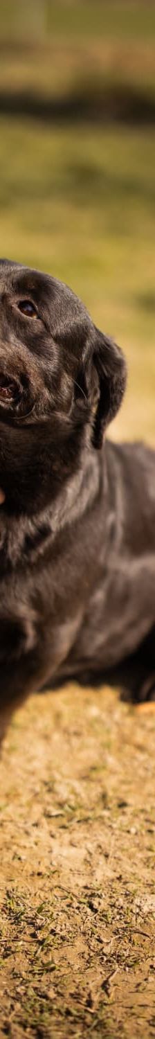 Merylin – Mischling, Weibchen, 6 Jahre, Nordic Strays e.V. – Foto 2