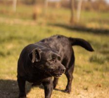 Merylin – Mischling, Weibchen, 6 Jahre, Nordic Strays e.V. – Foto 11