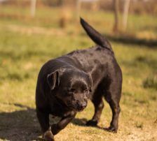 Merylin – Mischling, Weibchen, 6 Jahre, Nordic Strays e.V. – Foto 12