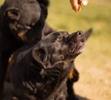 Merylin – Mischling, Weibchen, 6 Jahre, Nordic Strays e.V. – Foto 13