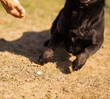Merylin – Mischling, Weibchen, 6 Jahre, Nordic Strays e.V. – Foto 14