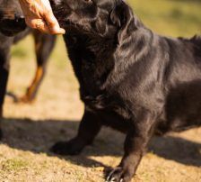 Merylin – Mischling, Weibchen, 6 Jahre, Nordic Strays e.V. – Foto 15