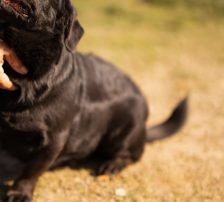 Merylin – Mischling, Weibchen, 6 Jahre, Nordic Strays e.V. – Foto 16
