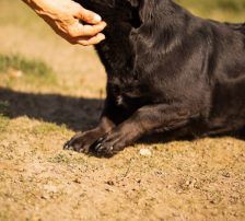 Merylin – Mischling, Weibchen, 6 Jahre, Nordic Strays e.V. – Foto 17