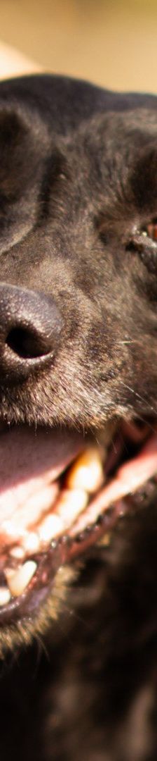 Merylin – Mischling, Weibchen, 6 Jahre, Nordic Strays e.V. – Foto 3