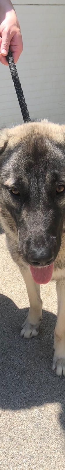 Merylin – Mischling, Weibchen, 6 Jahre, Nordic Strays e.V. – Foto 4