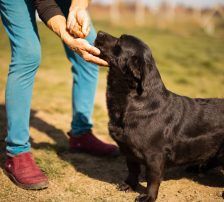 Merylin – Mischling, Weibchen, 6 Jahre, Nordic Strays e.V. – Foto 6