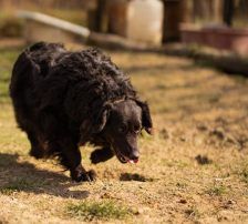 Merylin – Mischling, Weibchen, 6 Jahre, Nordic Strays e.V. – Foto 8