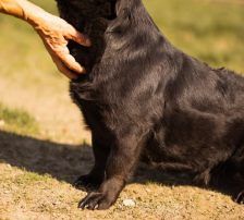 Merylin – Mischling, Weibchen, 6 Jahre, Nordic Strays e.V. – Foto 10
