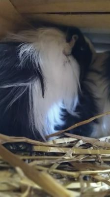 Tilly – Meerschweinchen, Weibchen, 1 Jahr, 39576 Stendal – Foto 2
