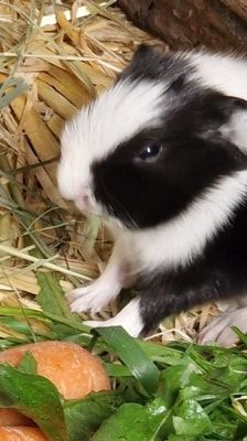 Tilly – Meerschweinchen, Weibchen, 1 Jahr, 39576 Stendal – Foto 3