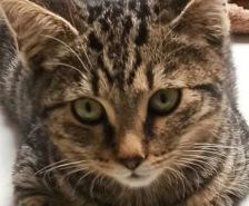 Tilly – Meerschweinchen, Weibchen, 1 Jahr, 39576 Stendal – Foto 21