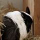 Tilly – Meerschweinchen, Weibchen, 1 Jahr, 39576 Stendal – Foto 35