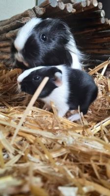 Tilly – Meerschweinchen, Weibchen, 1 Jahr, 39576 Stendal – Foto 6