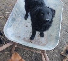 Dipsi – Kroatischer Schäfermix, Weibchen, 3 Jahre, Nordic Strays e.V. – Foto 1