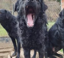 Dipsi – Kroatischer Schäfermix, Weibchen, 3 Jahre, Nordic Strays e.V. – Foto 2