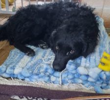 Dipsi – Kroatischer Schäfermix, Weibchen, 3 Jahre, Nordic Strays e.V. – Foto 11