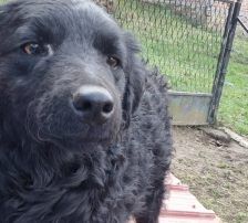 Dipsi – Kroatischer Schäfermix, Weibchen, 3 Jahre, Nordic Strays e.V. – Foto 12