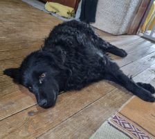 Dipsi – Kroatischer Schäfermix, Weibchen, 3 Jahre, Nordic Strays e.V. – Foto 13