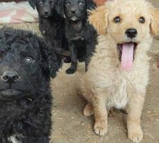 Dipsi – Kroatischer Schäfermix, Weibchen, 3 Jahre, Nordic Strays e.V. – Foto 16