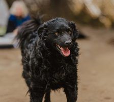Dipsi – Kroatischer Schäfermix, Weibchen, 3 Jahre, Nordic Strays e.V. – Foto 17