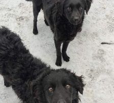 Dipsi – Kroatischer Schäfermix, Weibchen, 3 Jahre, Nordic Strays e.V. – Foto 3