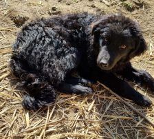 Dipsi – Kroatischer Schäfermix, Weibchen, 3 Jahre, Nordic Strays e.V. – Foto 4