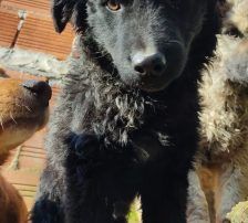 Dipsi – Kroatischer Schäfermix, Weibchen, 3 Jahre, Nordic Strays e.V. – Foto 6
