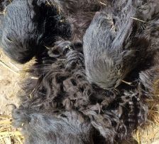 Dipsi – Kroatischer Schäfermix, Weibchen, 3 Jahre, Nordic Strays e.V. – Foto 7