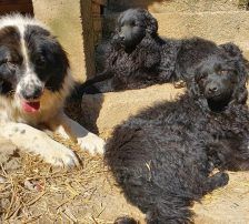 Dipsi – Kroatischer Schäfermix, Weibchen, 3 Jahre, Nordic Strays e.V. – Foto 8