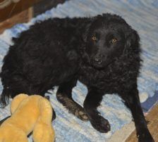 Dipsi – Kroatischer Schäfermix, Weibchen, 3 Jahre, Nordic Strays e.V. – Foto 9