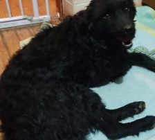 Dipsi – Kroatischer Schäfermix, Weibchen, 3 Jahre, Nordic Strays e.V. – Foto 10