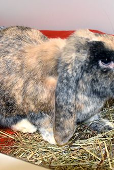 Rudi – Widdermix-Zwergkaninchen, Männchen, 2 Jahre, 90537 Feucht – Foto 1