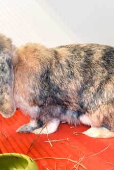 Rudi – Widdermix-Zwergkaninchen, Männchen, 2 Jahre, 90537 Feucht – Foto 2