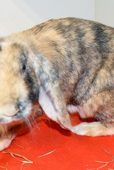 Rudi – Widdermix-Zwergkaninchen, Männchen, 2 Jahre, 90537 Feucht – Foto 3