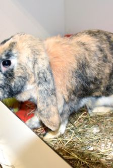 Rudi – Widdermix-Zwergkaninchen, Männchen, 2 Jahre, 90537 Feucht – Foto 4