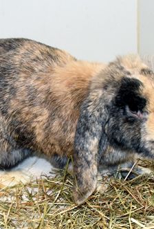 Rudi – Widdermix-Zwergkaninchen, Männchen, 2 Jahre, 90537 Feucht – Foto 5
