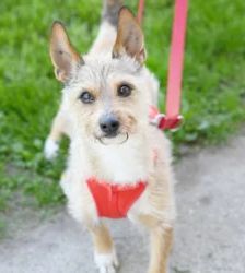 Bendix – Dackel-Mix, Männchen, 13 Jahre, 13057 Berlin – Foto 2