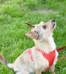 Bendix – Dackel-Mix, Männchen, 13 Jahre, 13057 Berlin – Foto 3