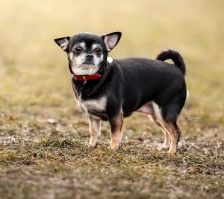 Lola – Chihuahua, Weibchen, 4 Jahre, 70195 Stuttgart-Botnang – Foto 1