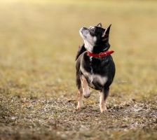 Lola – Chihuahua, Weibchen, 4 Jahre, 70195 Stuttgart-Botnang – Foto 2