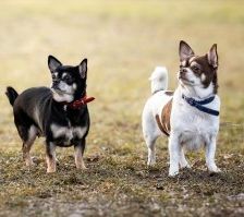 Lola – Chihuahua, Weibchen, 4 Jahre, 70195 Stuttgart-Botnang – Foto 3