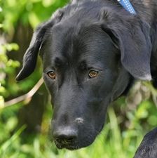 Alvaro – Mischling, Männchen, 7 Monate, 90537 Feucht – Foto 1