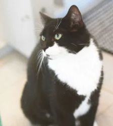 Mausi – EKH, Weibchen, 10 Jahre, 13057 Berlin – Foto 2
