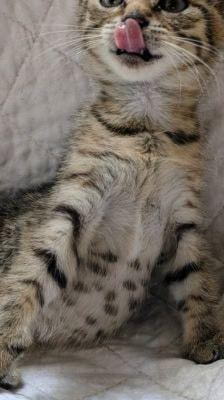Lexy – Katze, Weibchen, Alter unbekannt, 39576 Stendal – Foto 1