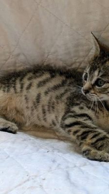 Lexy – Katze, Weibchen, Alter unbekannt, 39576 Stendal – Foto 2