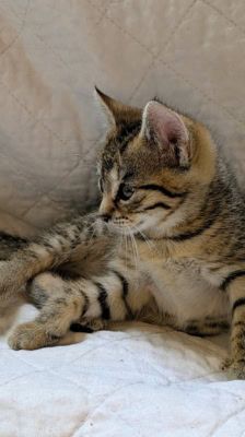 Lexy – Katze, Weibchen, Alter unbekannt, 39576 Stendal – Foto 3