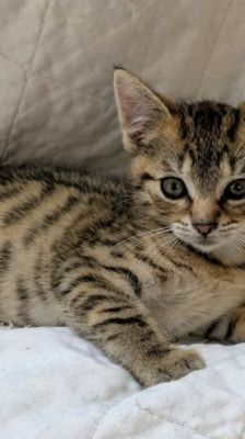 Lexy – Katze, Weibchen, Alter unbekannt, 39576 Stendal – Foto 4