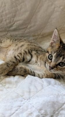 Lexy – Katze, Weibchen, Alter unbekannt, 39576 Stendal – Foto 5