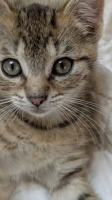 Lexy – Katze, Weibchen, Alter unbekannt, 39576 Stendal – Foto 6